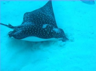 Manta raya